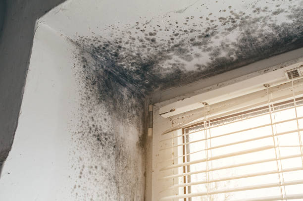 Affordable Bathroom Mold Removal solutions in Abingdon, IL